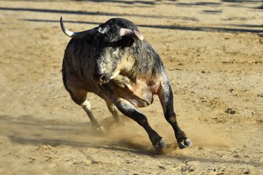 Büyük boynuzları olan kızgın bir boğa İspanyol boğa ringinde koşuyor.