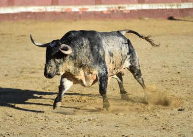 Büyük boynuzları olan kızgın bir boğa İspanyol boğa ringinde koşuyor.