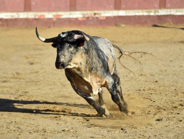Büyük boynuzları olan kızgın bir boğa İspanyol boğa ringinde koşuyor.