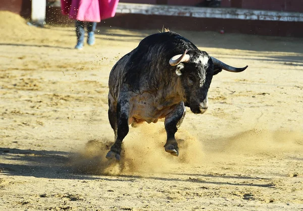 Toro Enojado Con Cuernos Grandes Corriendo Plaza Toros Española — Foto de Stock