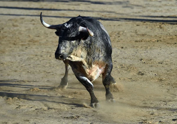 Büyük Boynuzları Olan Kızgın Bir Boğa Spanyol Boğa Ringinde Koşuyor — Stok fotoğraf
