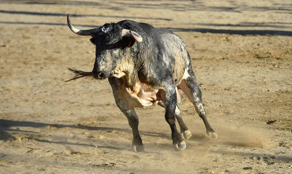 Ein Wütender Stier Mit Großen Hörnern Läuft Der Spanischen Stierkampfarena — Stockfoto