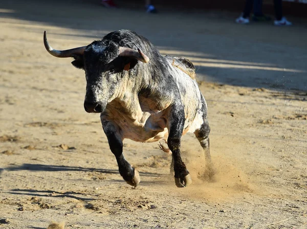 Ένας Θυμωμένος Ταύρος Μεγάλα Κέρατα Που Τρέχει Στην Ισπανική Αρένα — Φωτογραφία Αρχείου