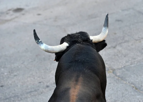 Сердитий Бик Великими Рогами Бігають Іспанському Бику — стокове фото
