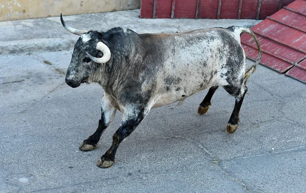 Toro Enojado Con Cuernos Grandes Corriendo Plaza Toros Española — Foto de Stock