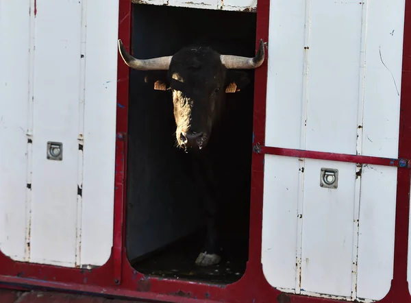 Toro Enojado Con Cuernos Grandes Corriendo Plaza Toros Española — Foto de Stock