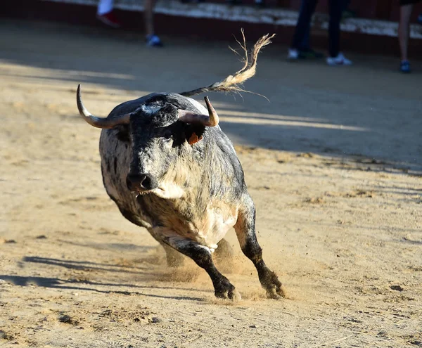 a angry bull with big horns running in the spanish bullring