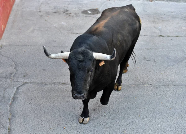 Toro Enojado Con Cuernos Grandes Corriendo Plaza Toros Española —  Fotos de Stock