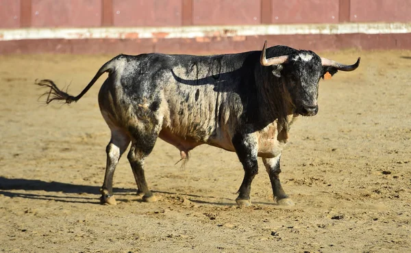 Toro Enojado Con Cuernos Grandes Corriendo Plaza Toros Española — Foto de Stock