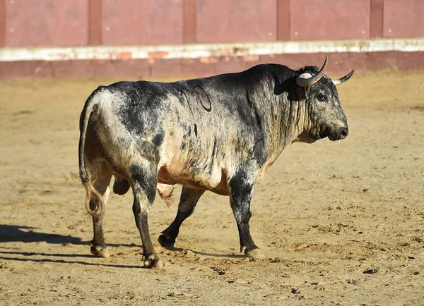 Toro Enojado Con Cuernos Grandes Corriendo Plaza Toros Española —  Fotos de Stock