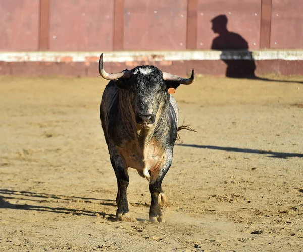 Büyük Boynuzları Olan Kızgın Bir Boğa Spanyol Boğa Ringinde Koşuyor — Stok fotoğraf