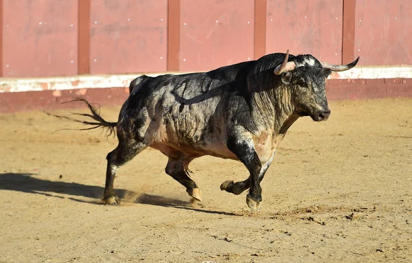 Arg Tjur Med Stora Horn Som Springer Den Spanska Tjurfäktningsringen — Stockfoto