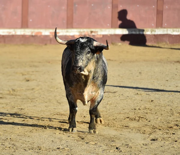 Angry Bull Big Horns Running Spanish Bullring — 스톡 사진