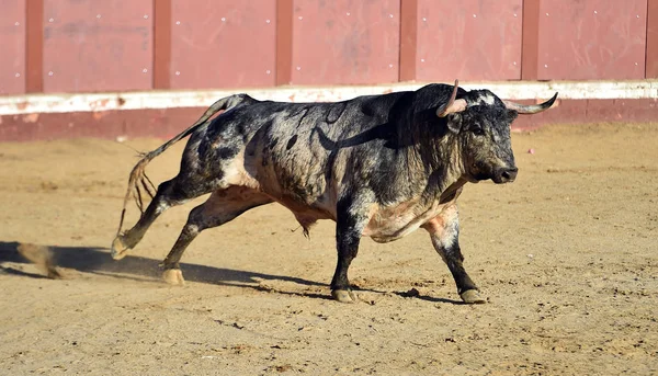 Wściekły Byk Dużymi Rogami Biegający Hiszpańskim Ringu Byków — Zdjęcie stockowe