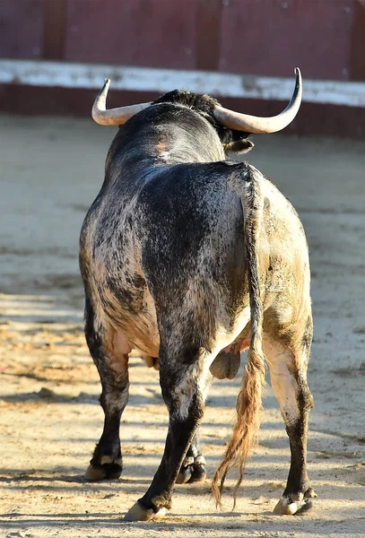 スペインの闘牛場で大きな角を持つ怒りの雄牛 — ストック写真