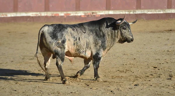 Een Boze Stier Met Grote Hoorns Spaanse Arena — Stockfoto