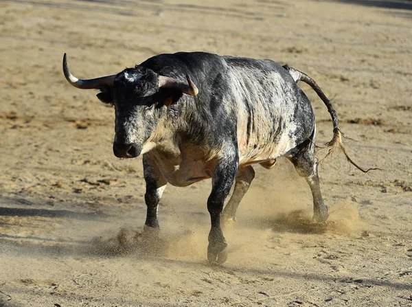 在西班牙斗牛场上有大喇叭的愤怒的公牛 — 图库照片