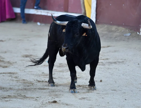 Egy Dühös Bika Nagy Szarvú Fut Spanyol Bullring — Stock Fotó