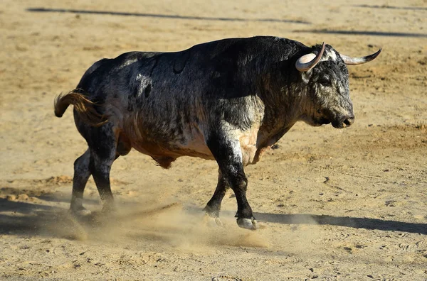 Toro Enojado Con Cuernos Grandes Corriendo Plaza Toros Española — Foto de Stock