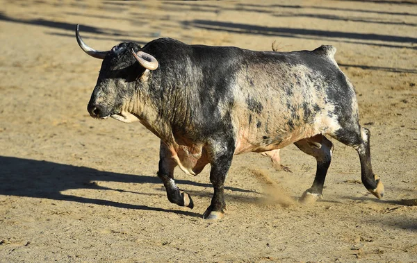 a angry bull with big horns running in the spanish bullring