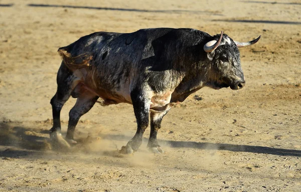 Toro Enojado Con Cuernos Grandes Corriendo Plaza Toros Española — Foto de Stock