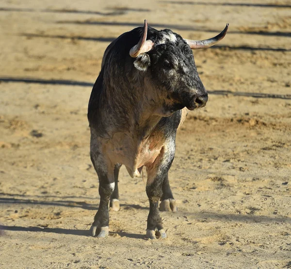 Angry Bull Big Horns Running Spanish Bullring — Stock Photo, Image