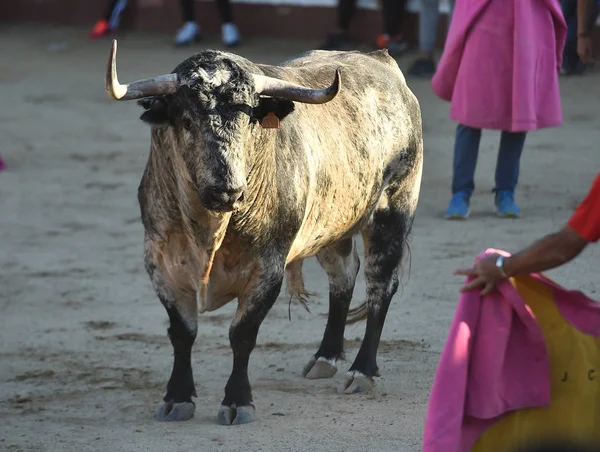 Angry Bull Big Horns Running Spanish Bullring — 스톡 사진