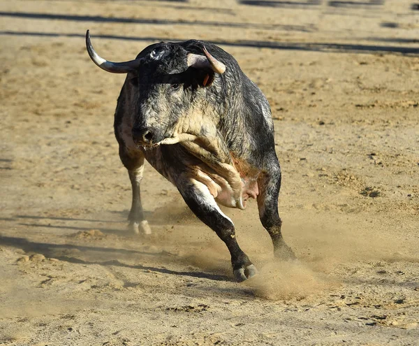 Toro Arrabbiato Con Grandi Corna Che Corrono Nell Arena Spagnola — Foto Stock