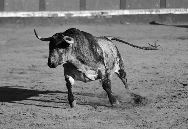 Toro Arrabbiato Con Grandi Corna Che Corrono Nell Arena Spagnola — Foto Stock