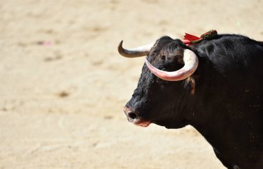 İspanya 'da büyük boynuzları olan öfkeli bir boğa.