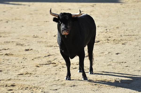 Toro Furioso Con Cuernos Grandes España — Foto de Stock