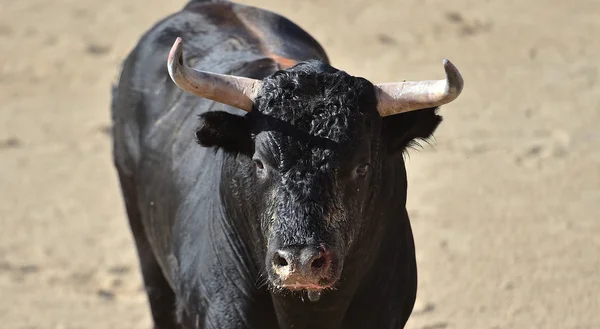 Rasande Tjur Med Stora Horn Spanien — Stockfoto