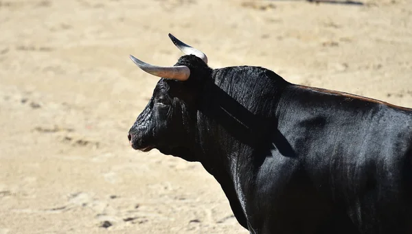 Ein Wütender Stier Mit Großen Hörnern Spanien — Stockfoto