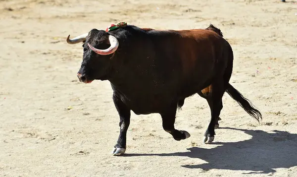 Furious Bull Big Horns Spain — 스톡 사진