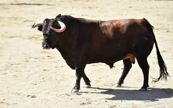 Touro Furioso Com Grandes Chifres Espanha — Fotografia de Stock