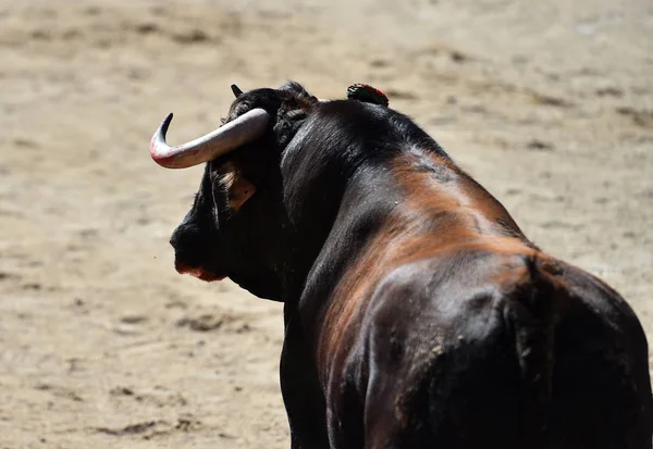 Ein Wütender Stier Mit Großen Hörnern Spanien — Stockfoto
