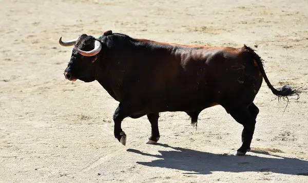 Furious Bull Big Horns Spain — 스톡 사진