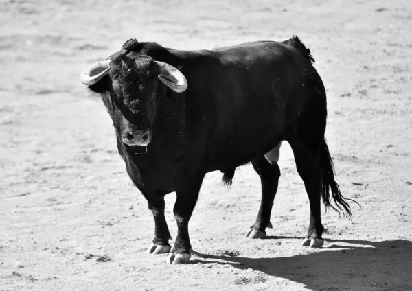 Touro Furioso Com Grandes Chifres Espanha — Fotografia de Stock