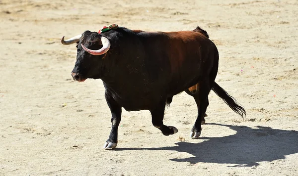 Touro Furioso Com Grandes Chifres Espanha — Fotografia de Stock