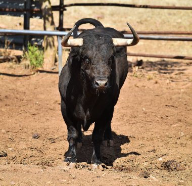 İspanya 'da büyük boynuzları olan öfkeli bir boğa.