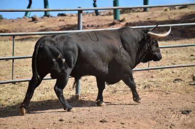 İspanya 'da büyük boynuzları olan öfkeli bir boğa.