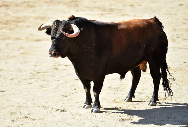 Ein Wütender Stier Mit Großen Hörnern Spanien — Stockfoto