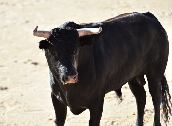 Rasande Tjur Med Stora Horn Spanien — Stockfoto