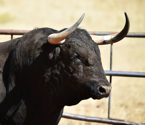 Een Woedende Stier Met Grote Hoorns Spanje — Stockfoto