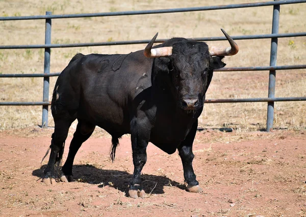 Rasande Tjur Med Stora Horn Spanien — Stockfoto