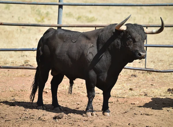 Ein Wütender Stier Mit Großen Hörnern Spanien — Stockfoto