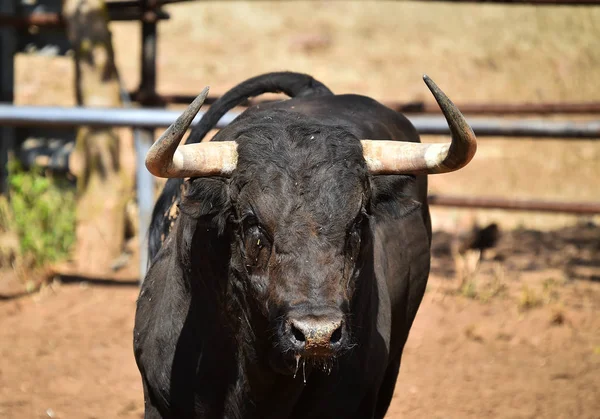 Furious Bull Big Horns Spain — Stock Photo, Image