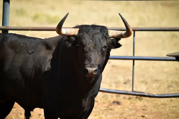 Touro Furioso Com Grandes Chifres Espanha — Fotografia de Stock