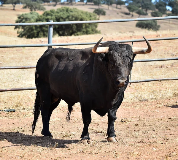 Toro Furioso Con Cuernos Grandes España —  Fotos de Stock