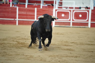 İspanyol arenasında büyük boynuzları olan öfkeli bir boğa.